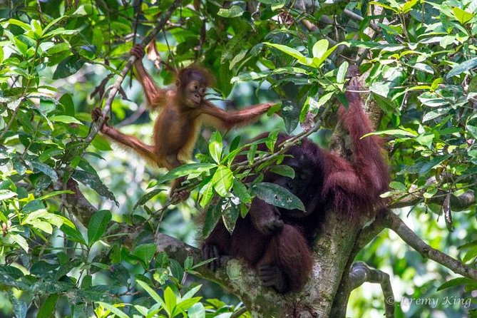 2D1N Sandakan Private Tour with Kinabatangan River Cruise - Key highlights you’ll feel right away