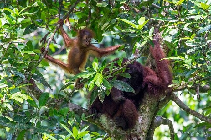 2D1N Sandakan Private Tour with Kinabatangan River Cruise - Overnight lodge: what “rustic” means for your plan