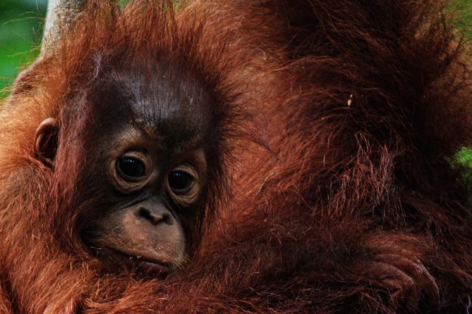 2Ns Orangutan Kelotok Tour in Tanjung Puting Kalimantan - Borneo - Day 2 on the Sekonyer River to Camp Leakey