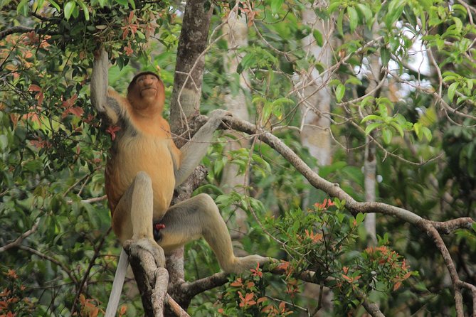 2Ns Orangutan Kelotok Tour in Tanjung Puting Kalimantan - Borneo - Day 3 Return Toward Kumai and Pangkalan Bun