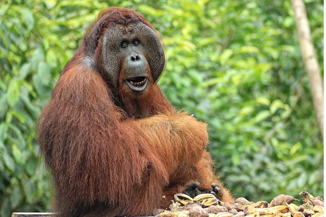 2Ns Orangutan Kelotok Tour in Tanjung Puting Kalimantan - Borneo - The Guide Factor: English Support and Real People at the Helm