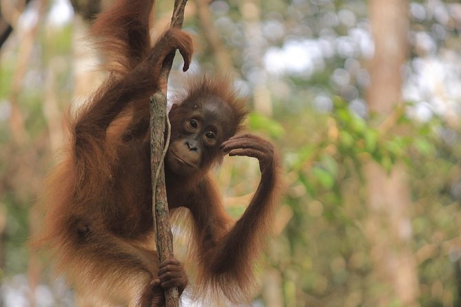2Ns Orangutan Kelotok Tour in Tanjung Puting Kalimantan - Borneo - Day 1 at Tanjung Harapan: Orangutan Rehab Up Close