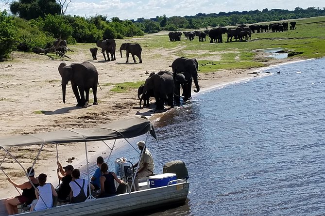3 Hours Chobe River Boat Cruise - Cruise flow: what happens during the full 3 hours