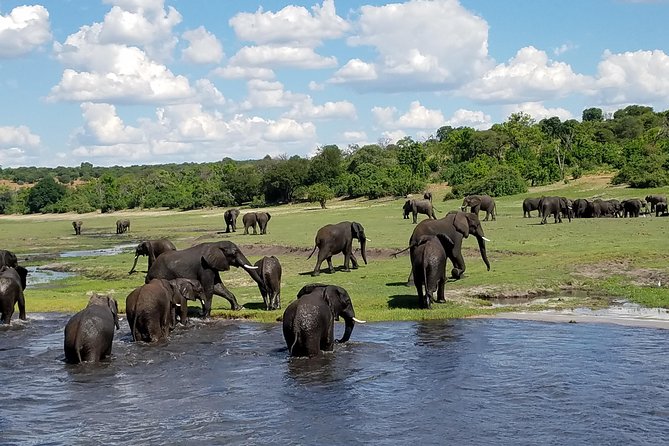 3 Hours Chobe River Boat Cruise - Hippos and crocodiles: how to spot them without losing your temper