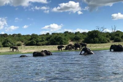 3 Hours Chobe River Boat Cruise - Wildlife you can realistically expect from the water
