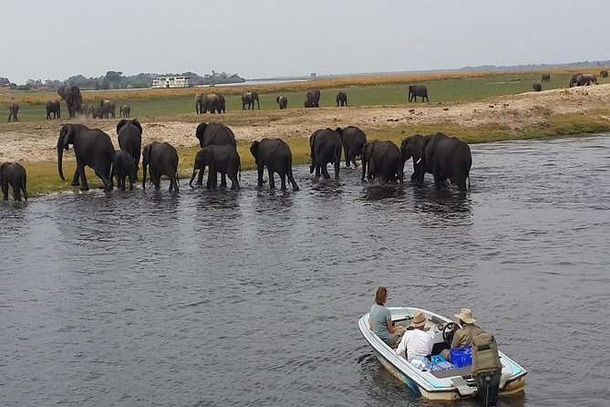 3 Hours Chobe River Boat Cruise - Who should book this cruise, and who might prefer something else