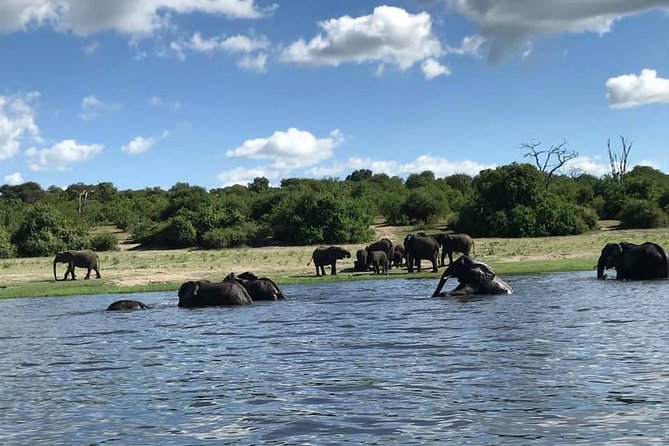 3 Hours Chobe River Boat Cruise - Wildlife you can realistically expect from the water