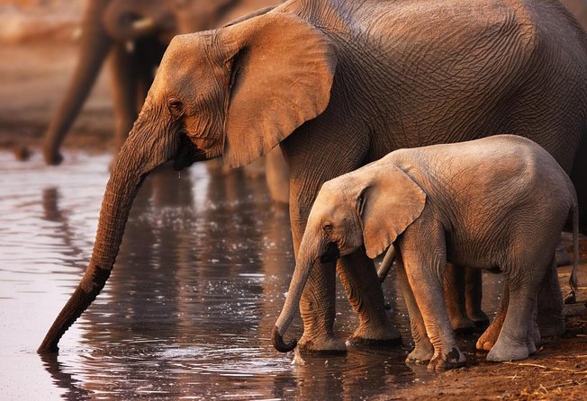 Addo Elephant National Park and Sunset River Cruise - FD04 - Key highlights you’ll care about