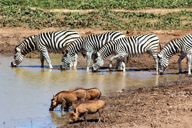 Addo Elephant National Park and Sunset River Cruise - FD04 - Price and value: is $169.54 fair for this full-day combo?