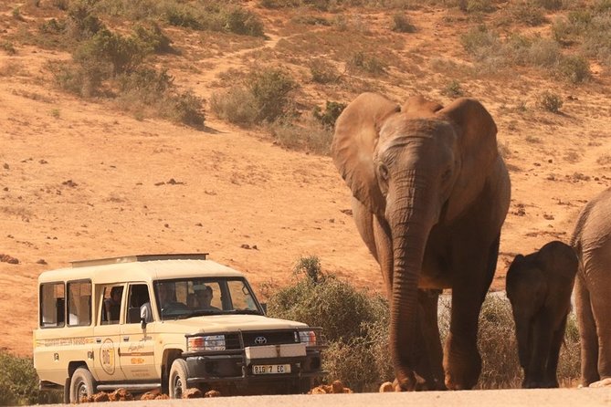 Addo Elephant National Park and Sunset River Cruise - FD04 - Morning logistics in Port Elizabeth: the 7:30 am start is the point