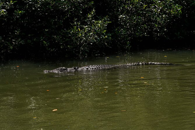 Afternoon Daintree Tour with River Cruise from Port Douglas - What small-group touring changes for your experience