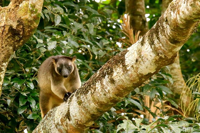 Afternoon Daintree Tour with River Cruise from Port Douglas - Price and value: why $104.72 can feel fair (or not)