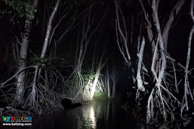 Bioluminescence Tour & Sunset River Cruise - The 6:00 pm sunset-to-night timing that really matters