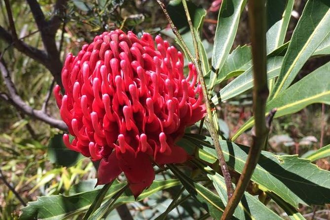 Blue Mountains Day Tour Including Parramatta River Cruise - Wentworth Falls (or Leura Cascades) and Leura Village Time
