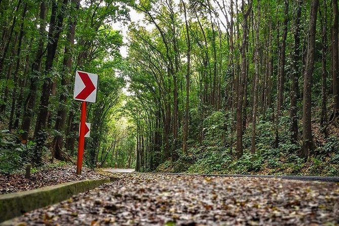 BOHOL Tour 2026 - Chocolate Hills, Tarsier and River Cruise Lunch - Bilar Man-Made Forest: the calm break between highlights