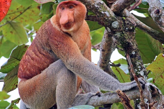 Bongawan River Cruise Proboscis Monkey, SkyMirror, Fireflies - Key highlights to know before you go