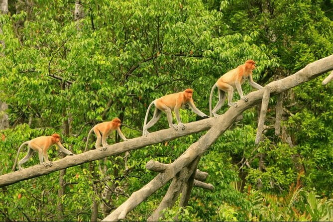 Bongawan River Cruise Proboscis Monkey, SkyMirror, Fireflies - The sunset moment on the beach: why it matters before the night shift