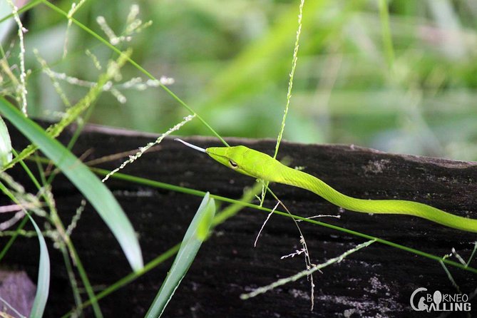 Borneo Kinabatangan River Cruise Day Trip - Quick Takeaways
