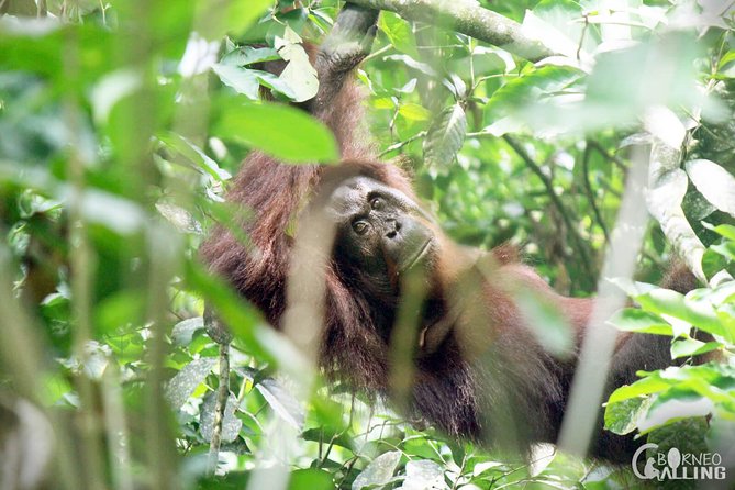 Borneo Kinabatangan River Cruise Day Trip - Dinner at the lodge: the reset you’ll appreciate after the cruise