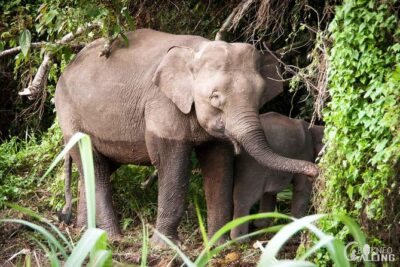 Borneo Kinabatangan River Cruise Day Trip - Getting from Sandakan to the river: the ride matters