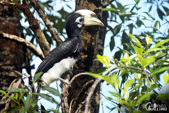 Borneo Kinabatangan River Cruise Day Trip - What’s included vs. what you pay for separately