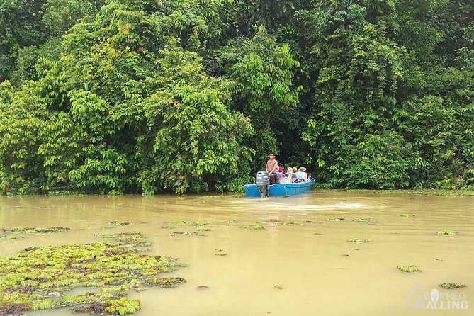 Borneo Kinabatangan River Cruise Day Trip - Price and value: does $90 make sense for a 10-hour wildlife day?