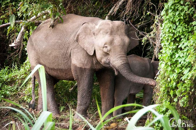 Borneo Kinabatangan River Cruise Day Trip - Getting from Sandakan to the river: the ride matters