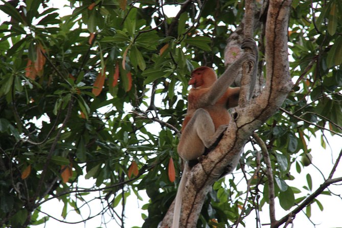 Borneo (Klias) River Cruise & Fireflies Tour - Klias Wetlands Day Loop: the real schedule (and why it matters)