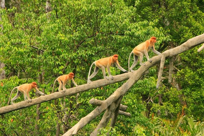 Borneo (Klias) River Cruise & Fireflies Tour - Two cruises, one river: monkeys first, fireflies after dinner