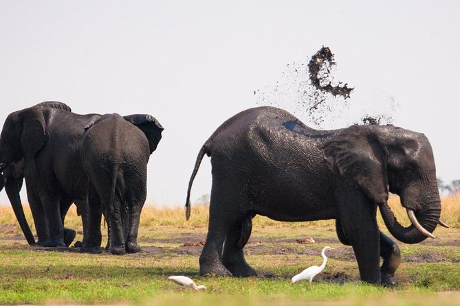 Chobe National Park 4X4 Day Safari and River Cruise - From Victoria Falls to Chobe: Why This Combo Works