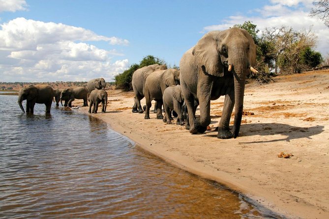 Chobe National Park 4X4 Day Safari and River Cruise - Chobe River Cruise (About 3 Hours): Hippos, Crocs, and Birds Up Close