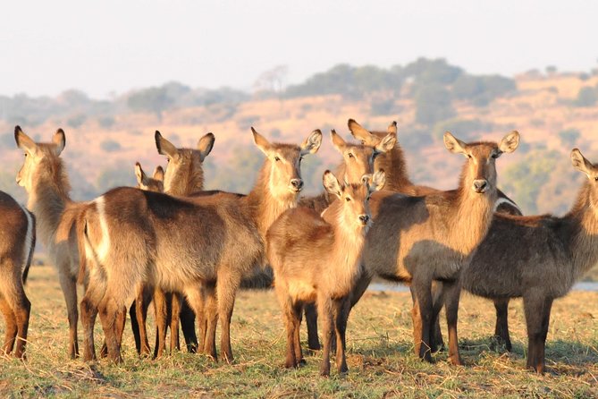 Chobe National Park 4X4 Day Safari and River Cruise - Small Group Size and the Kind of Day You’ll Have