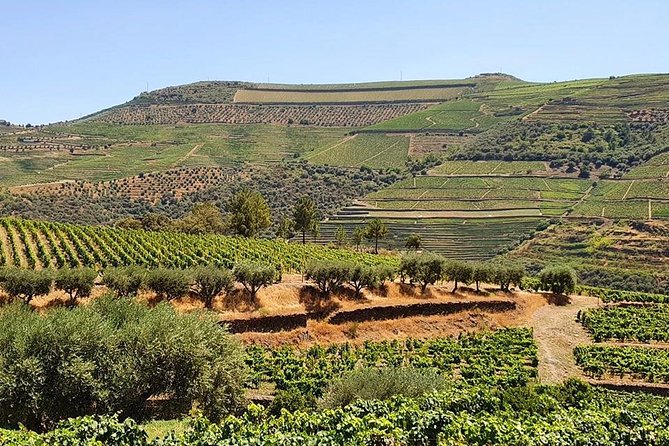 Complete Douro Valley Wine Tour with Lunch, Wine Tastings and River Cruise - Who should book this Douro tour (and who might not love it)
