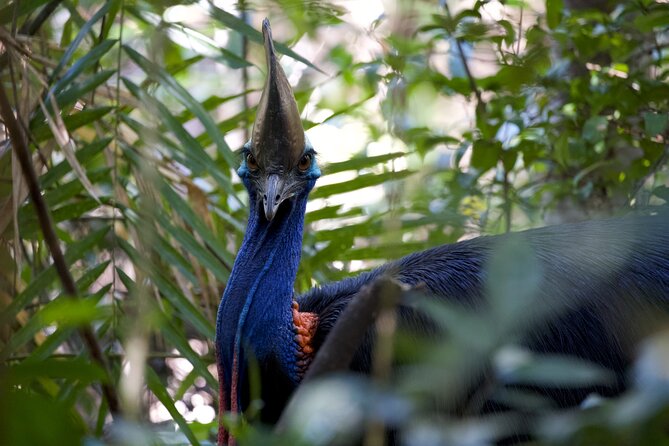Daintree, Cape Tribulation & River Cruise from Port Douglas - A 10-hour Daintree day that actually hits the highlights