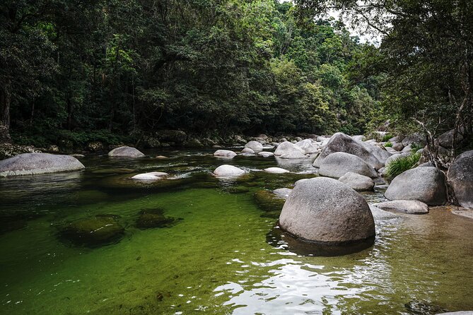 Daintree, Cape Tribulation & River Cruise from Port Douglas - Daintree National Park boardwalk: short walk, big learning time