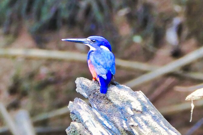 Daintree River Cruise - Key Highlights Worth Your Time