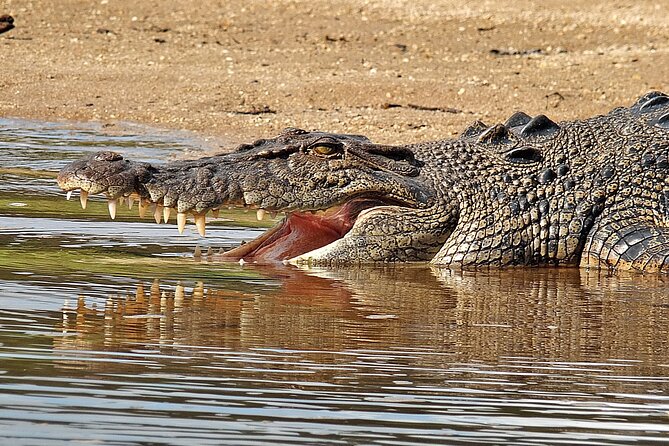 Daintree River Cruise - Price and Value: Why $25 Can Stretch Farther Than One Trip