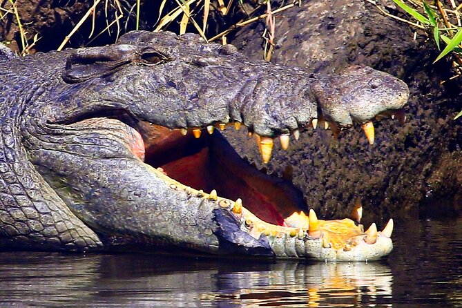 Daintree River Cruise - Daintree Village vs Daintree Gateway: Pick Your View Style