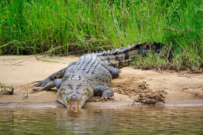 Daintree River Cruise - What You’ll Actually See: Birds, Mangroves, and the Croc Odds