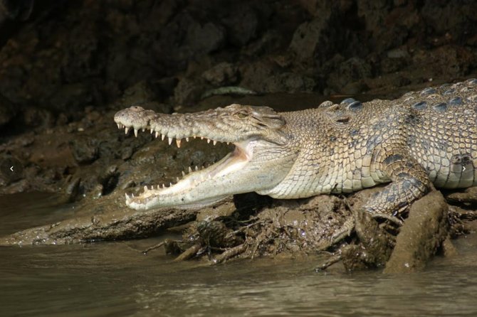 Daintree River Cruise - Onboard Comfort and Guide Talk That Keeps You Watching