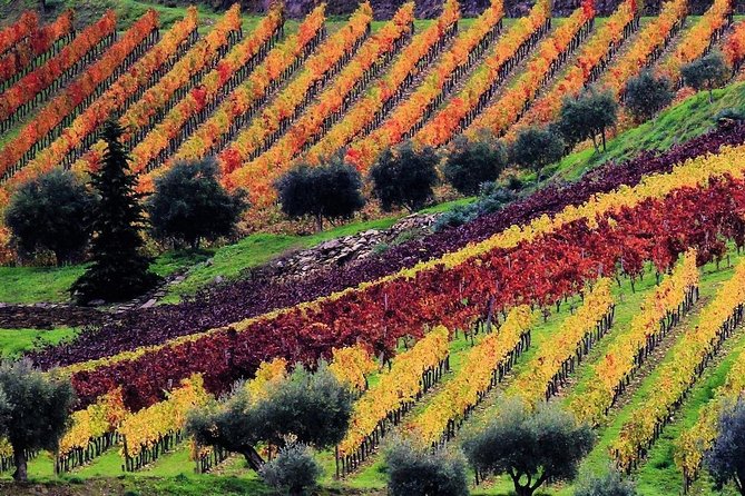 Douro Valley - Relaxed Departure from Porto - Stop 4: Quinta de São Luís Wine Tasting With Real Valley Views