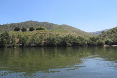 Douro Valley Tour: 2 Vineyard Visits, River Cruise, Winery Lunch - Lamego vineyard tasting: family-run, views first, then wine samples