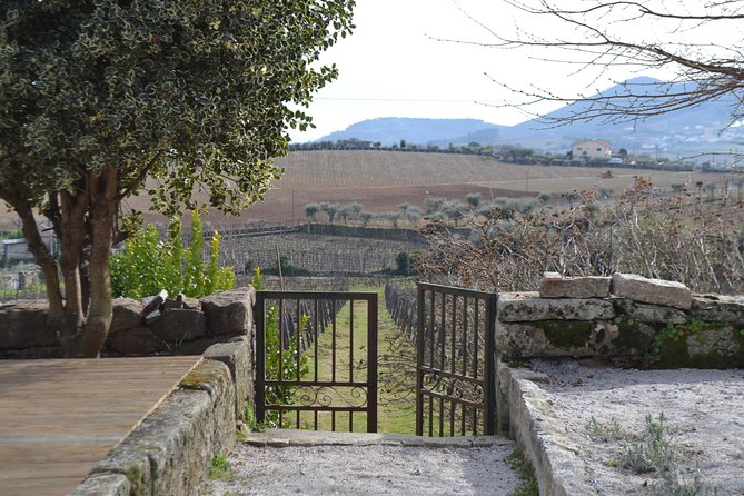 Douro Valley Tour: 2 Vineyard Visits, River Cruise, Winery Lunch - Two vineyard visits: what you gain beyond tastings