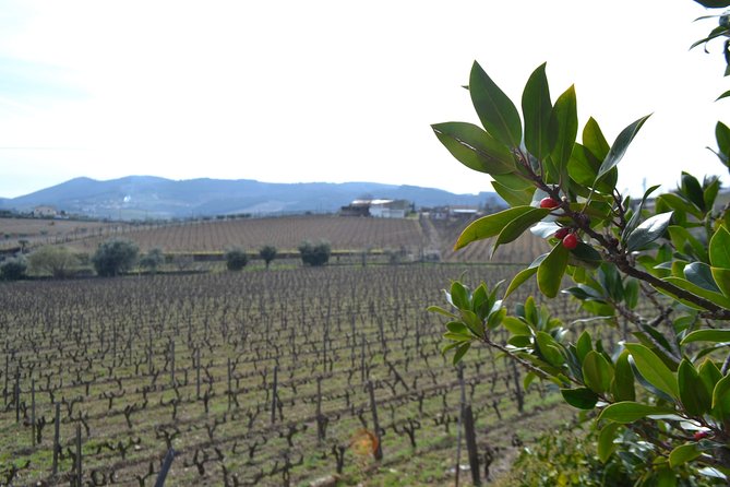 Douro Valley Tour: 2 Vineyard Visits, River Cruise, Winery Lunch - Guides and timing: how the day stays fun even when weather is off