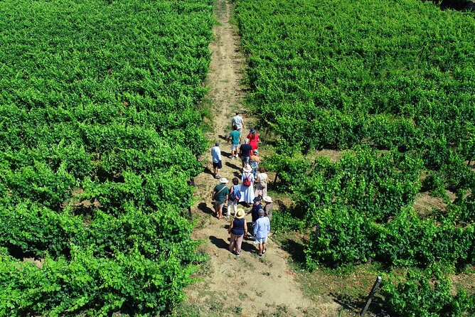 Douro Valley Tour - 3 Wine tastings, Lunch & river Cruise - Casal de Loivos: wine, olive oil, and the familiar-cellar vibe