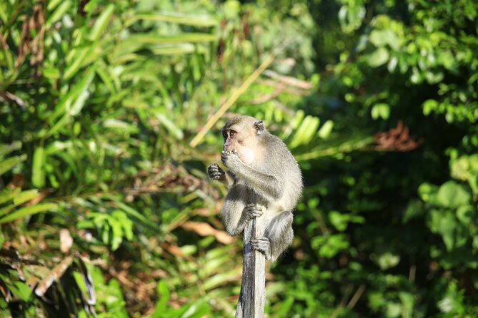 Full Day Bongawan River Cruise with Proboscis Monkey Sightseeing - Bongawan River Cruise: What you’re really buying
