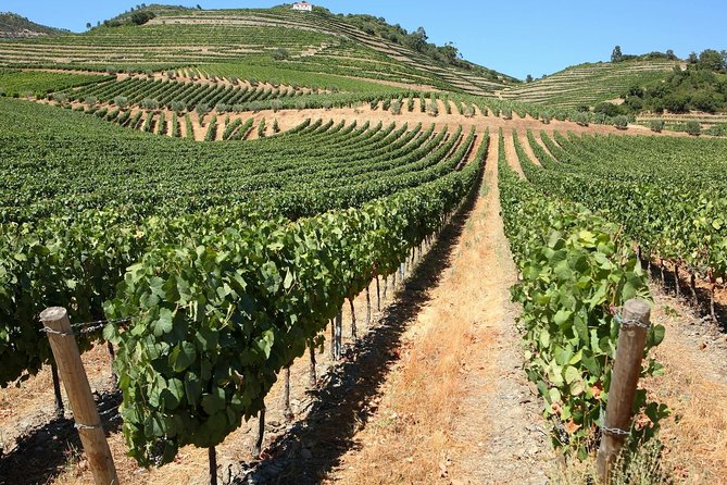 Genuine Douro Valley Tour: Visit 2 Wineries, Lunch & River Cruise - Porto to the Douro Valley: the long, scenic ride that makes the day work
