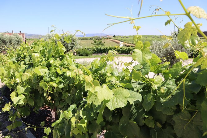 Genuine Douro Valley Tour: Visit 2 Wineries, Lunch & River Cruise - Scenic drive along N222 and photo viewpoints: the good kind of busyness