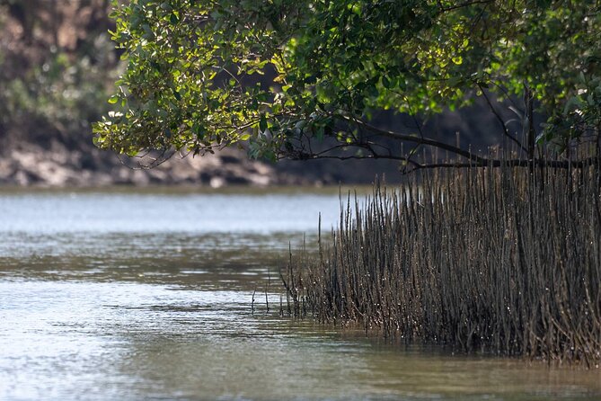 Mangrove Forest Hike and River Boat Ride with Private Guide from Hua Hin - Practical tips for a smoother day (shoes and sun matter most)