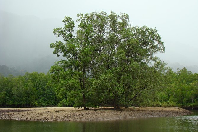 Mangrove River Cruise and Snorkeling Tour from Langkawi - Cruising through mangroves: what you should actually look for